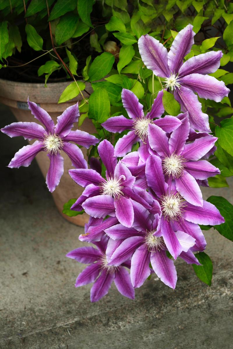 Jardin : 6 plantes grimpantes faciles à faire pousser | Madame Décore