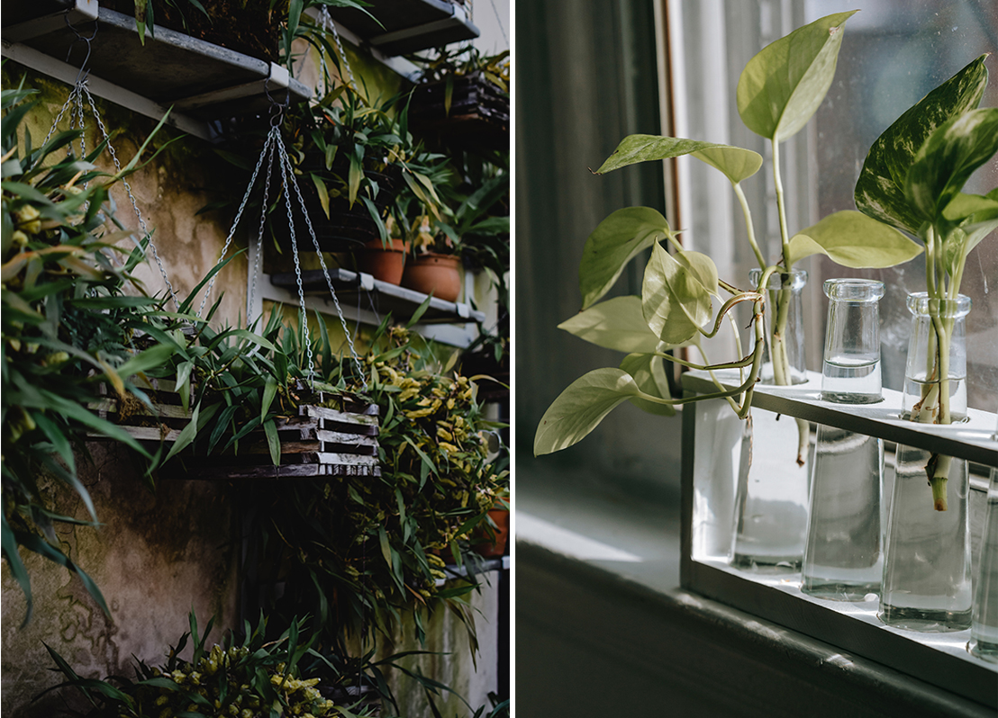 Quelles plantes pour mon jardin d'hiver ?