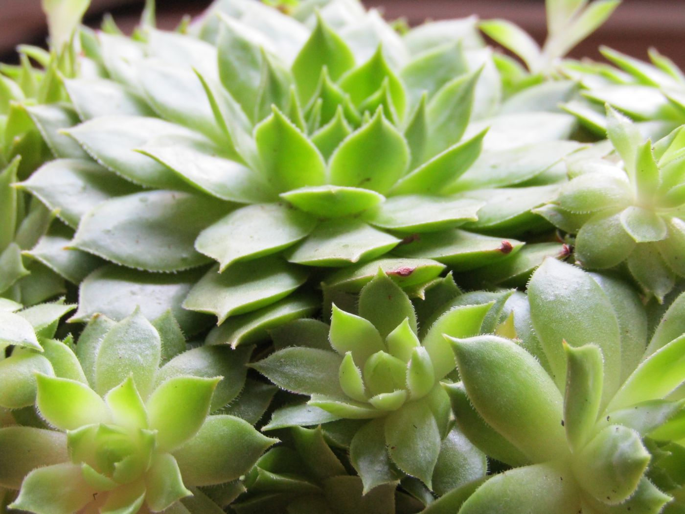 Les plantes grasses, must-have de l'été !